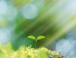 �X���C���[�W